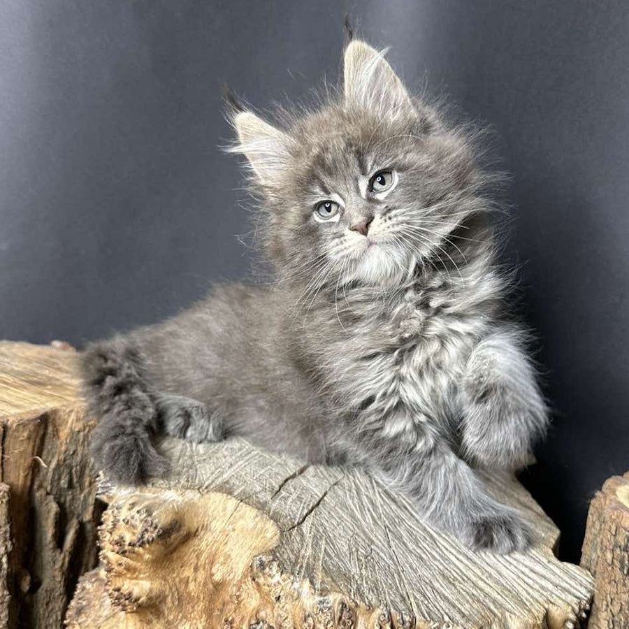 Sony Maine Coon female, blue silver ticked tabby