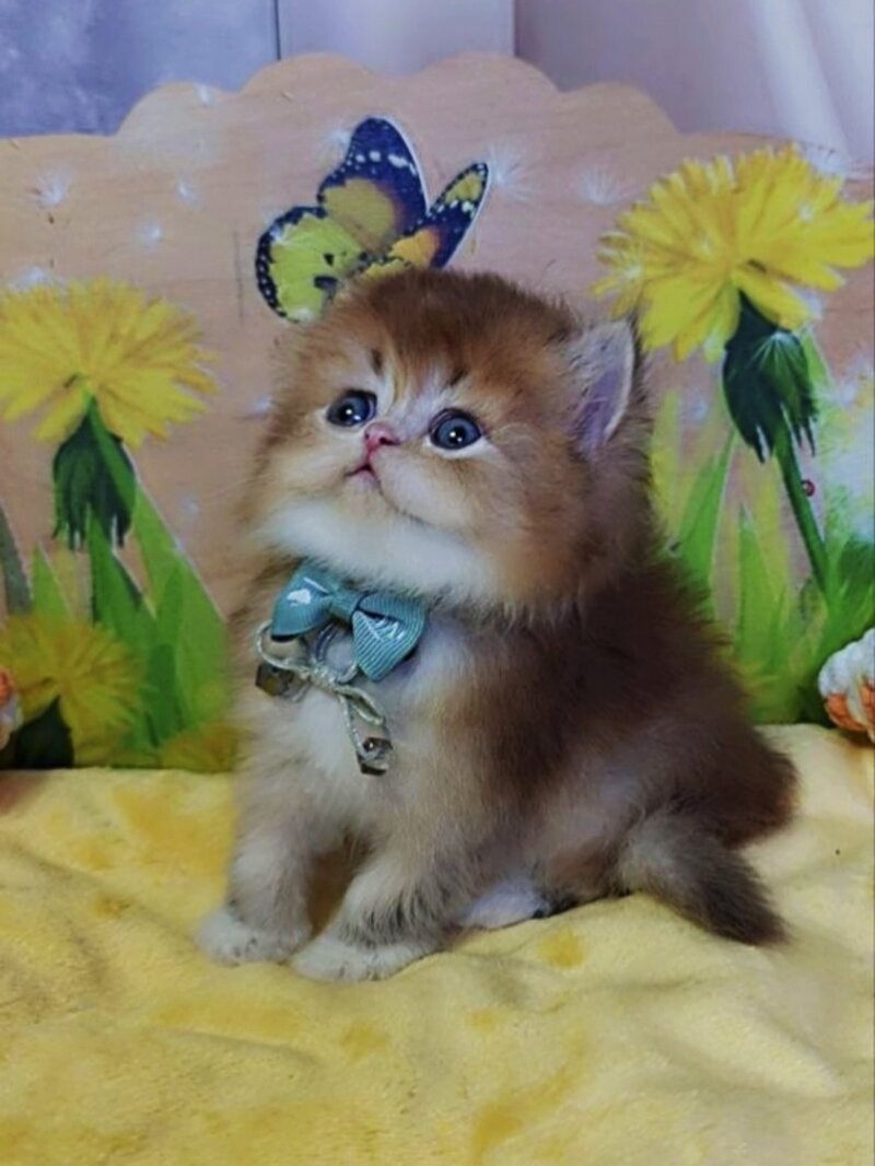 Noir British Longhair male, black golden ticked tabby bicolour