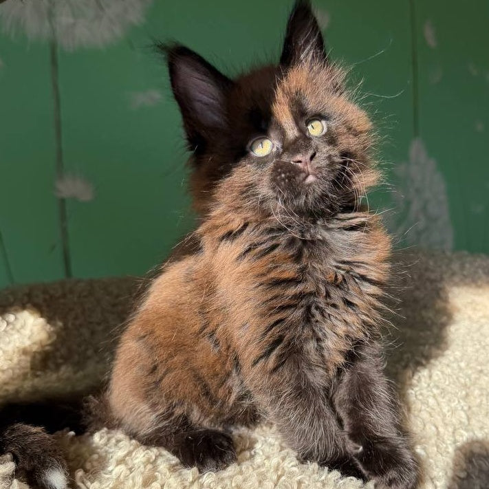 Arehie Maine Coon male, black with white