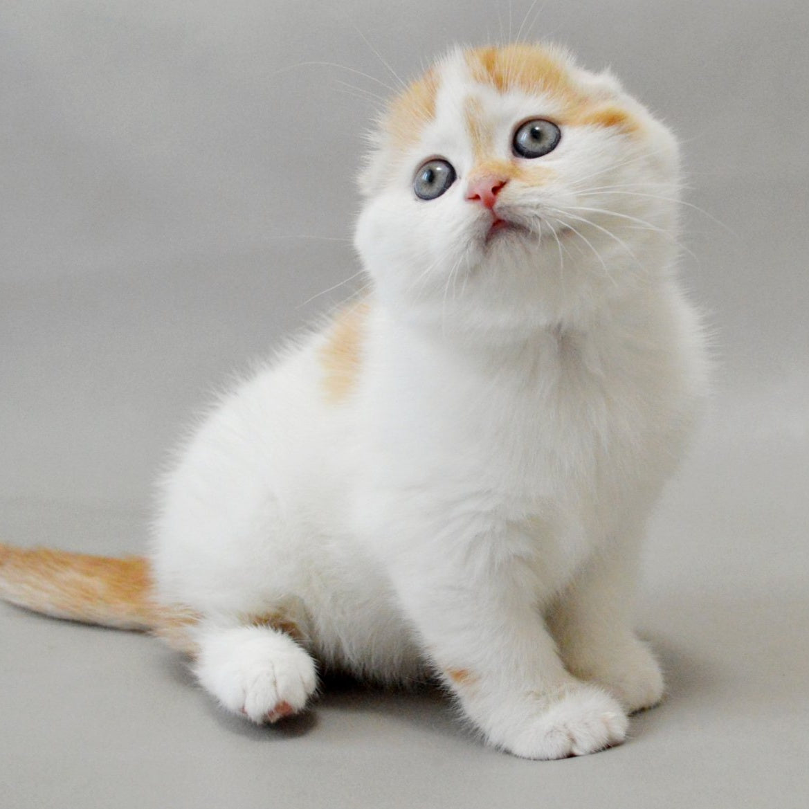Xanthe Scottish Fold female, red silver tabby van