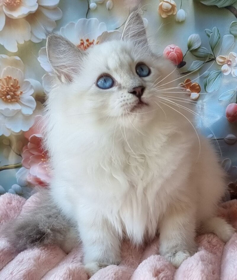 Snowy Siberian female, blue tabby pointed with white