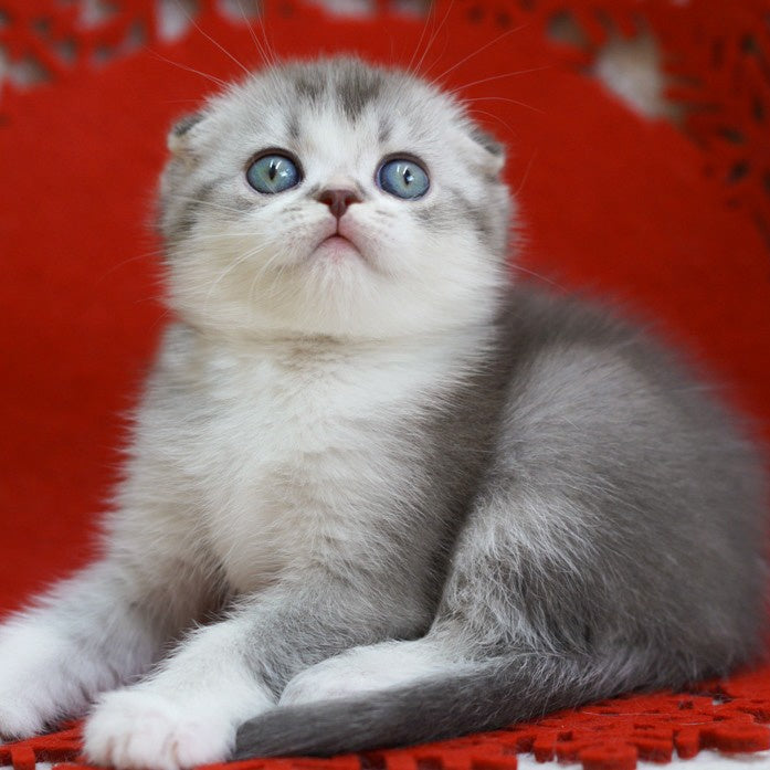 Dimond Scottish Fold male, blue ticked tabby bicolour