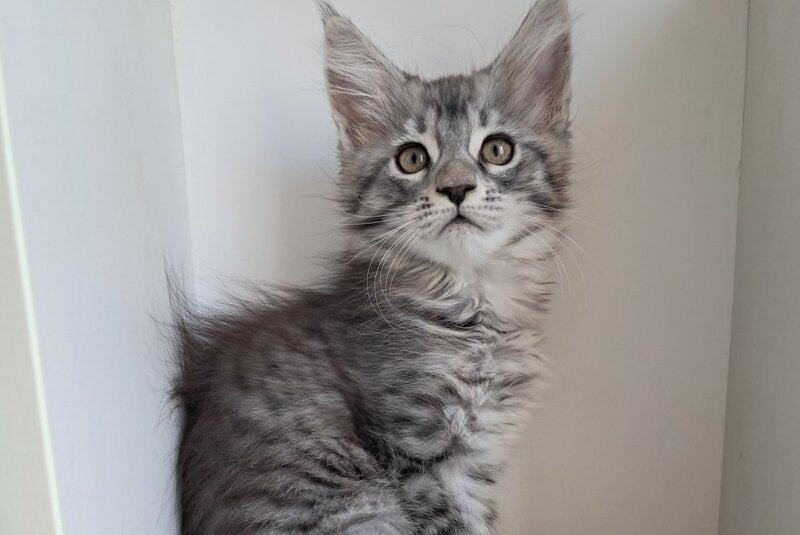 X-Assol Maine Coon female, black silver spotted tabby