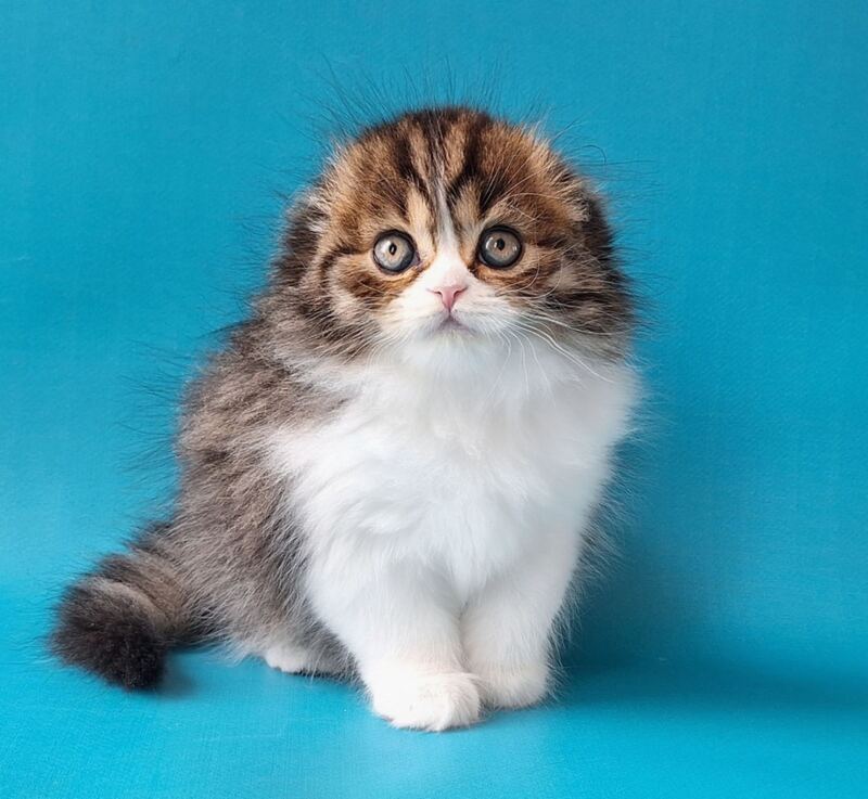 Xan Scottish Fold male, black bicolour spotted tabby