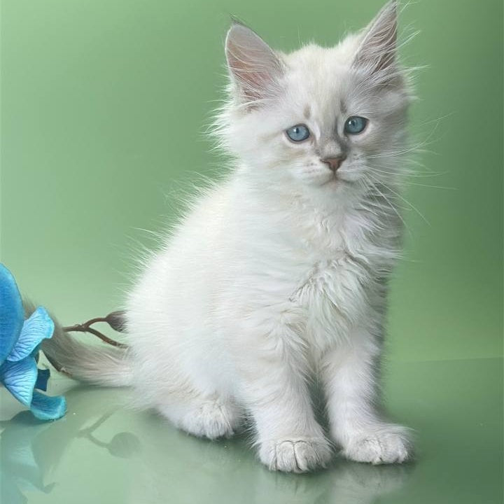 Xavier Siberian male, blue tabby pointed