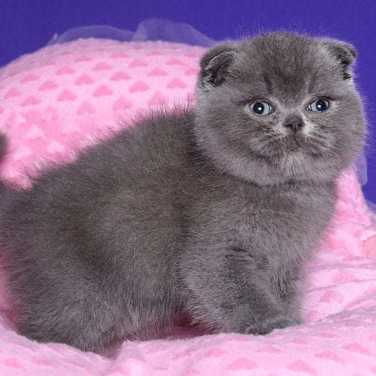 Kolt Scottish Fold male, blue