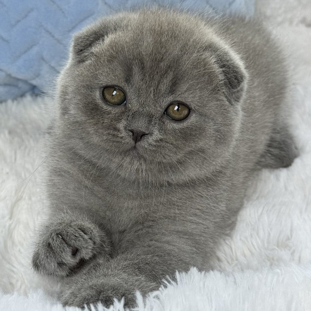 Woody Scottish Fold male, blue