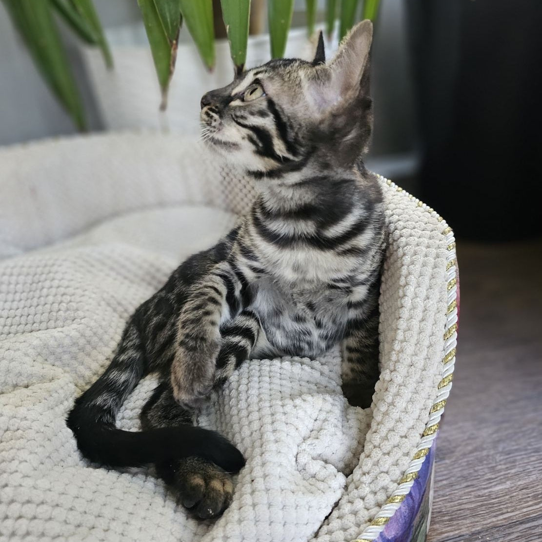 Vega Bengal female, black amber spotted tabby