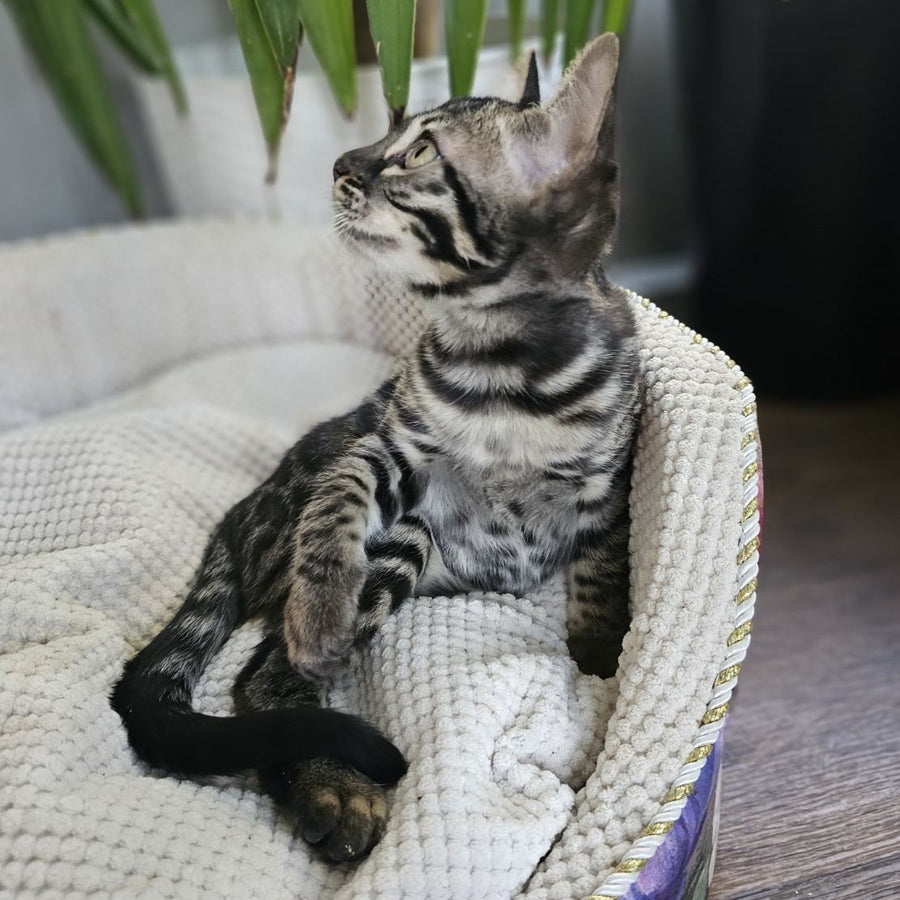 Vega Bengal female, black amber spotted tabby