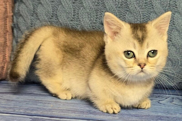 Rambo Munchkin male blue silver shaded - live animals