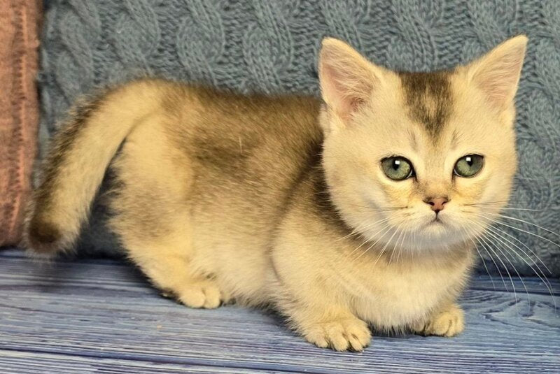 Rambo Munchkin male blue silver shaded - live animals