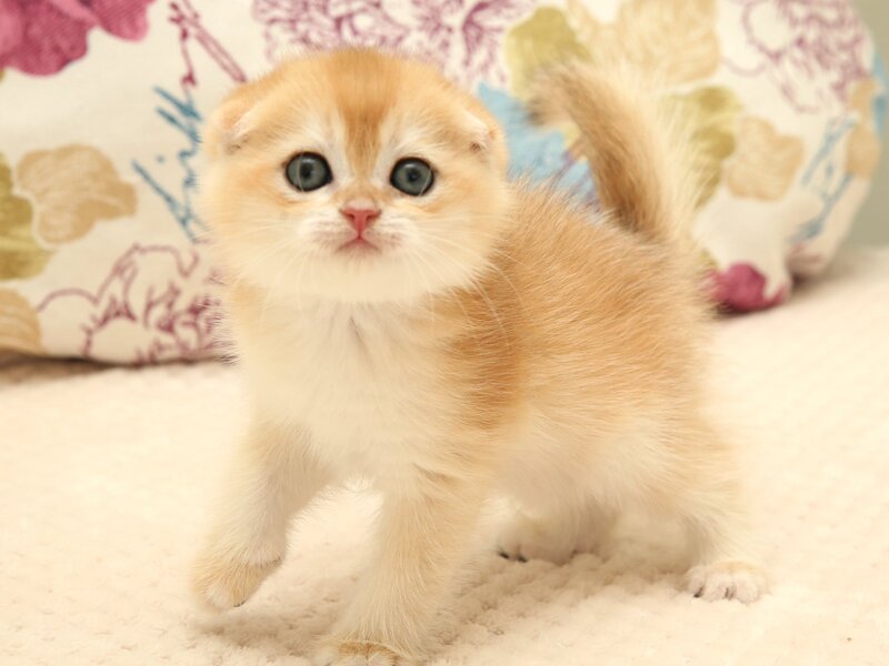 Yantar Scottish Fold male black golden chinchilla - live animals
