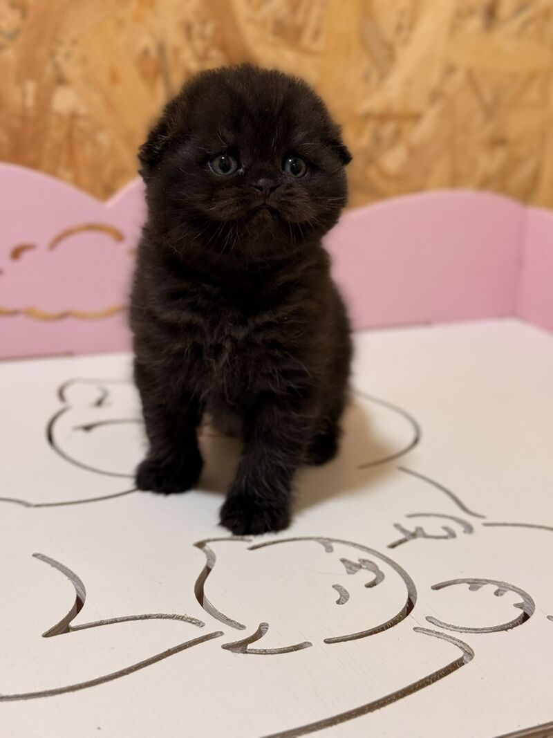 Florence Scottish Fold female, black