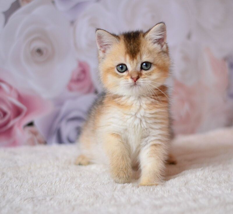 Filip British Shorthair male, black golden ticked tabby