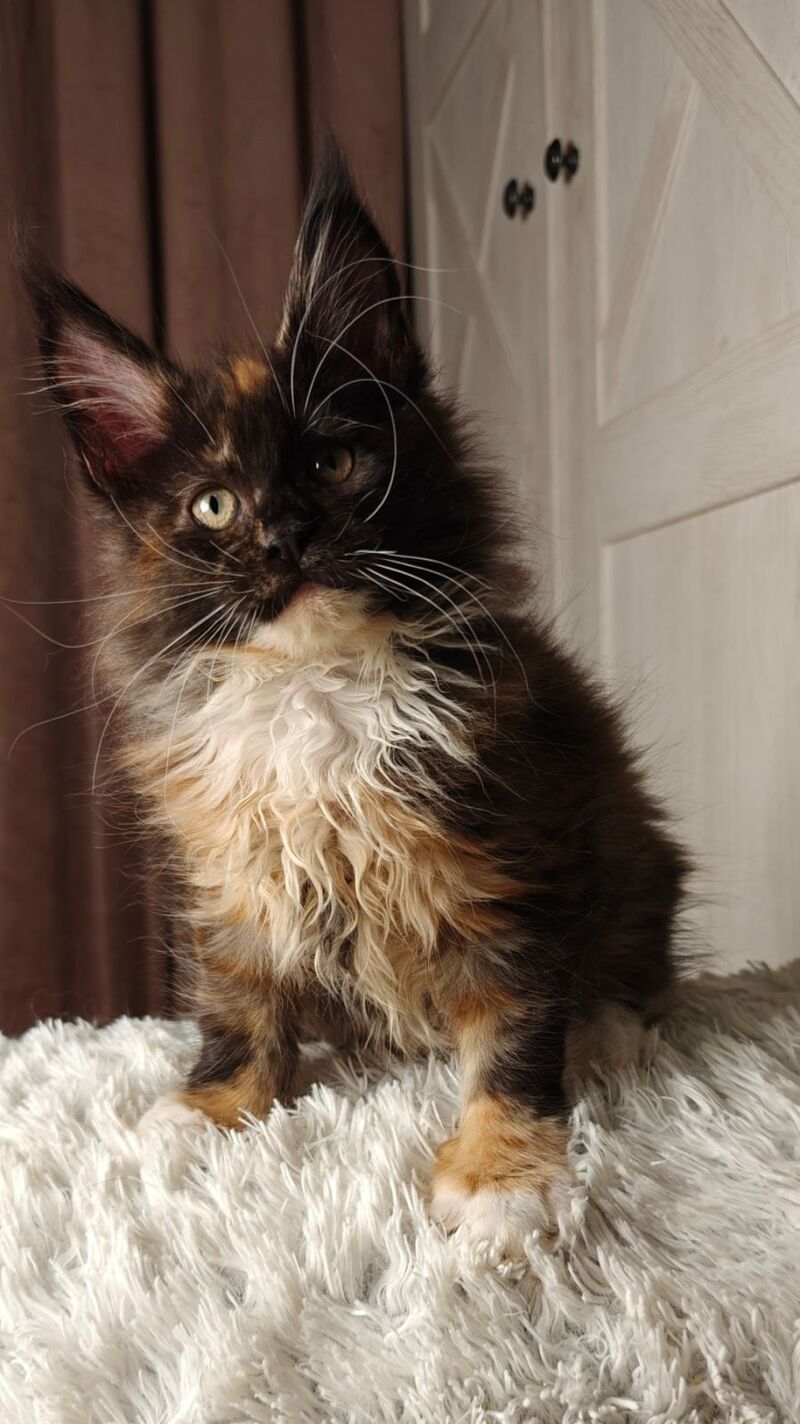 Rivera Maine Coon female black tortie bicolour live animals