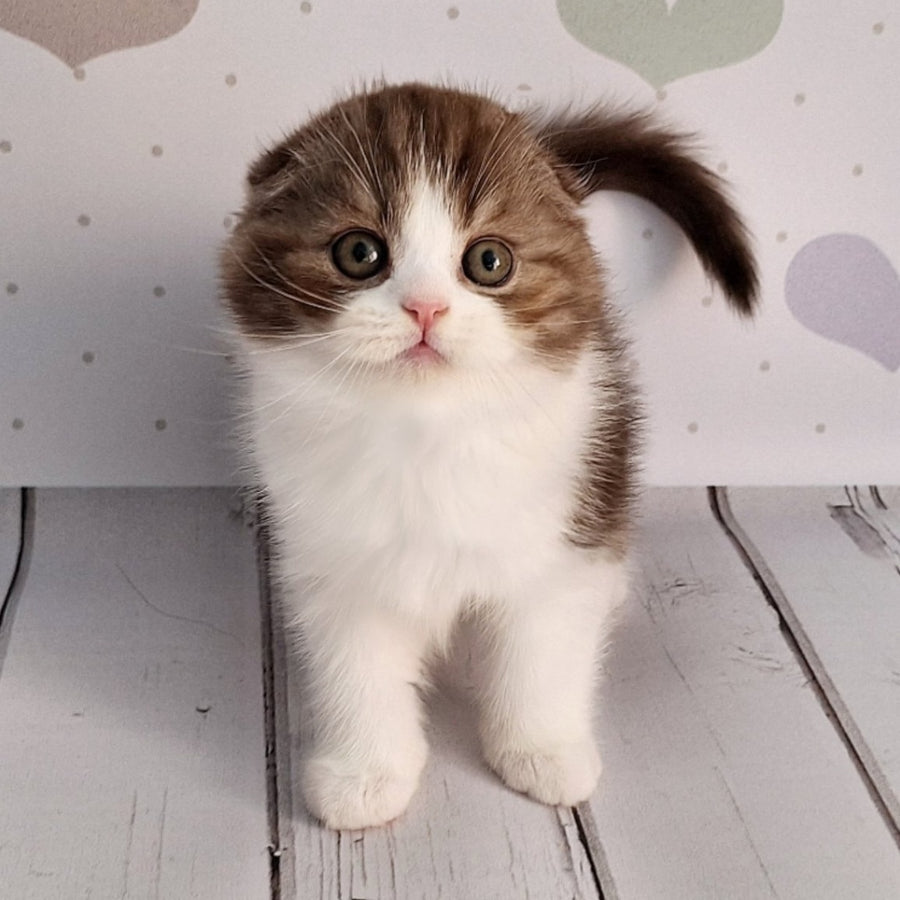 Baileys Scottish Fold male, chocolate silver bicolour