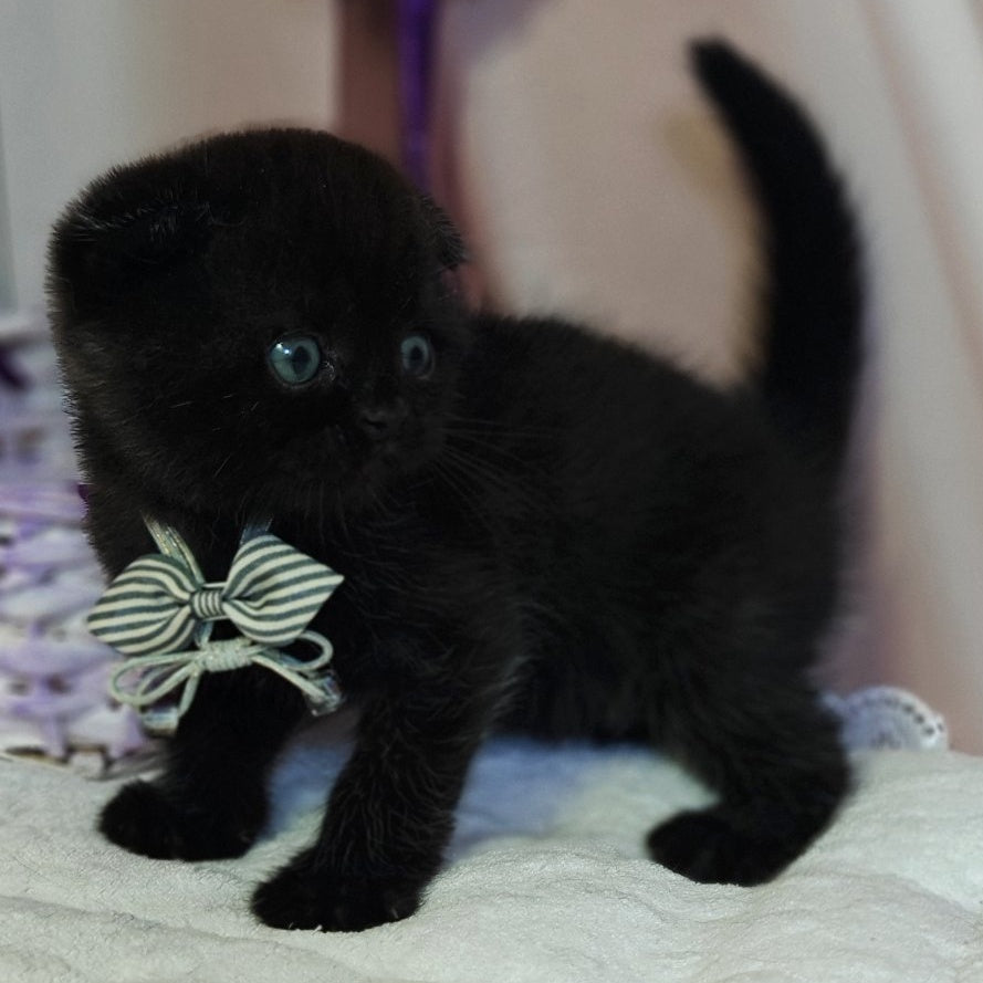 Xavier Scottish Fold male, black