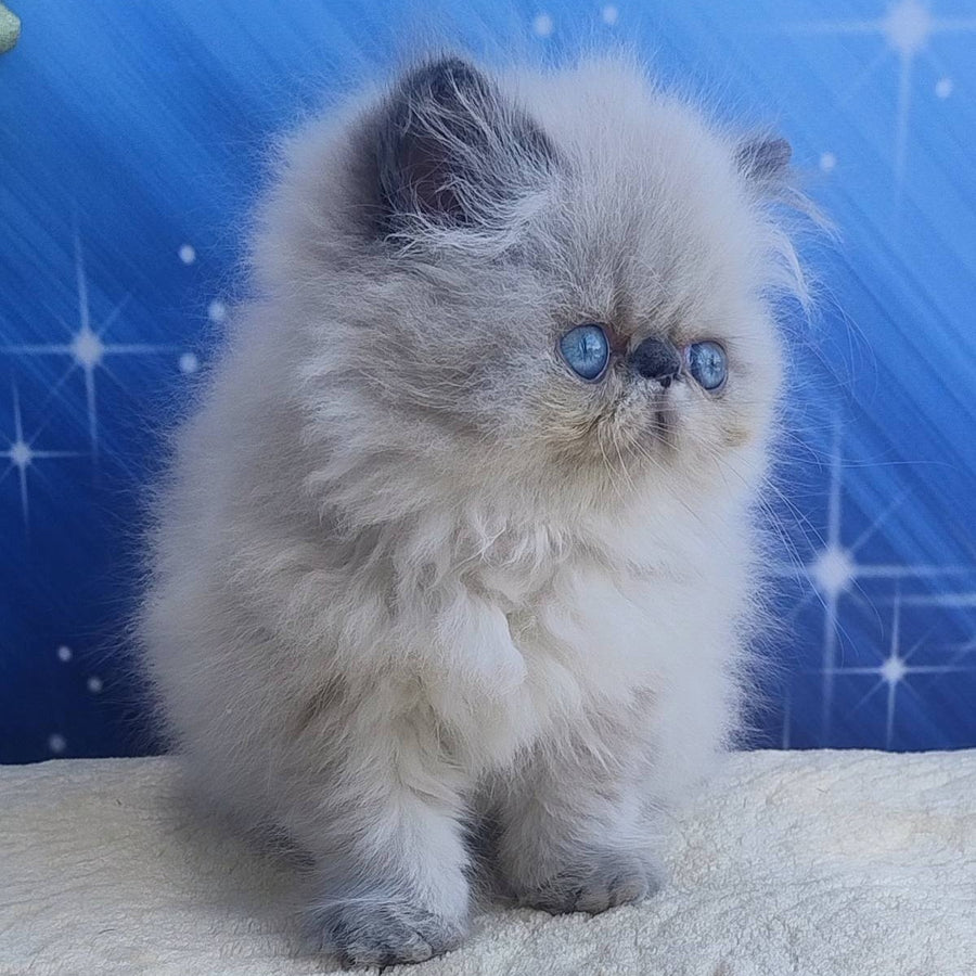 Emmi Persian female, seal pointed