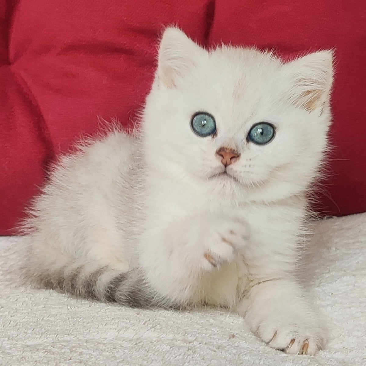 Avgust Scottish Straight male, black silver shaded