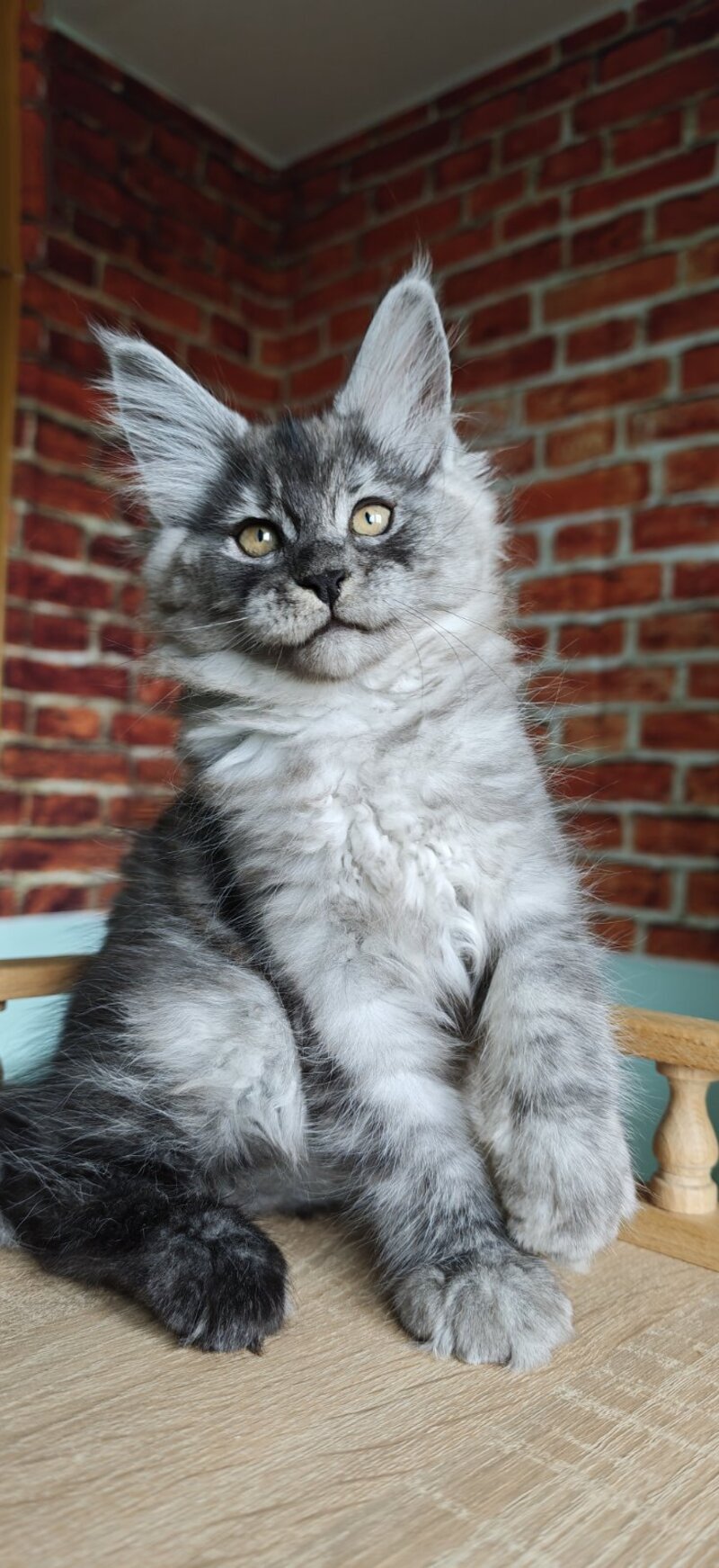 Freya Maine Coon female, black silver
