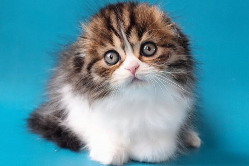 Xan Scottish Fold male, black bicolour spotted tabby