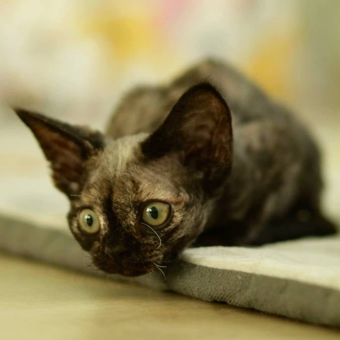 Polly Devon Rex female, black tortie