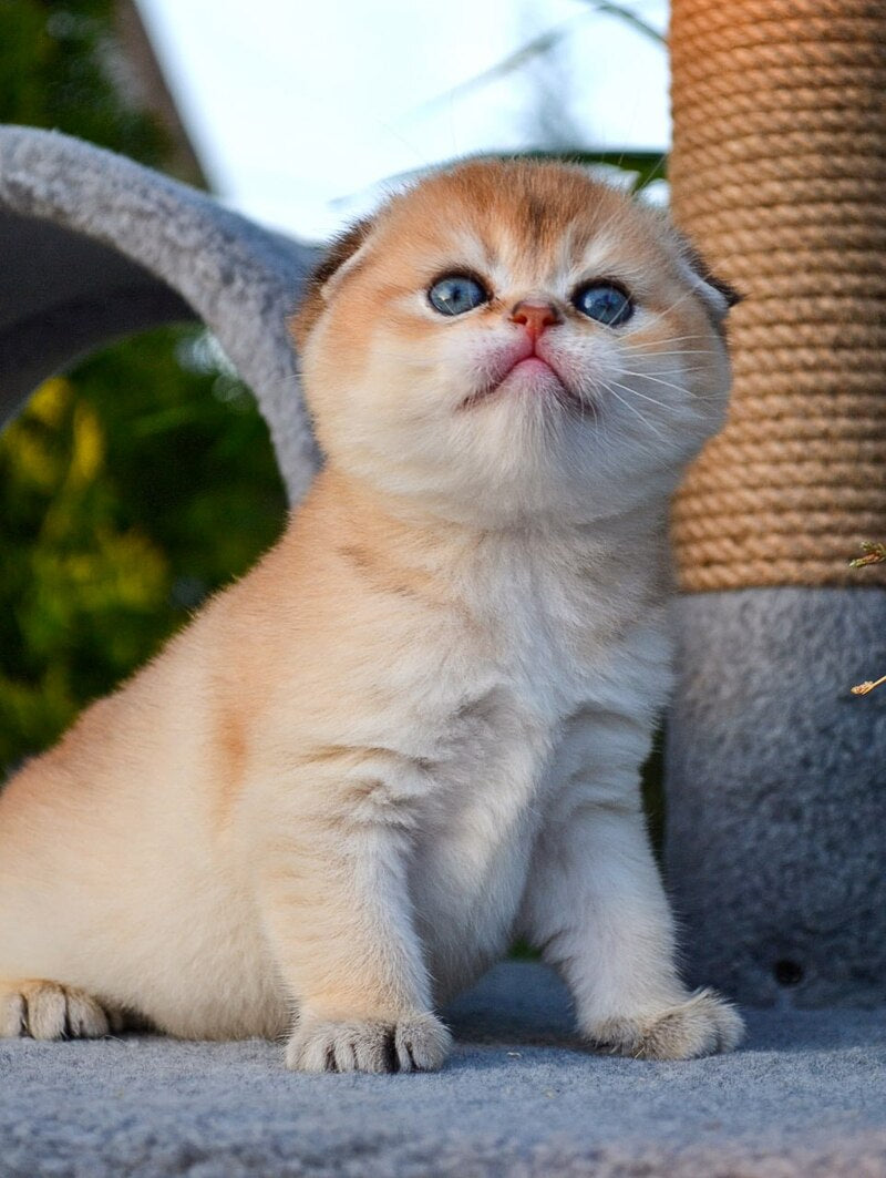 Garfild Scottish Fold male black golden shaded - live animals