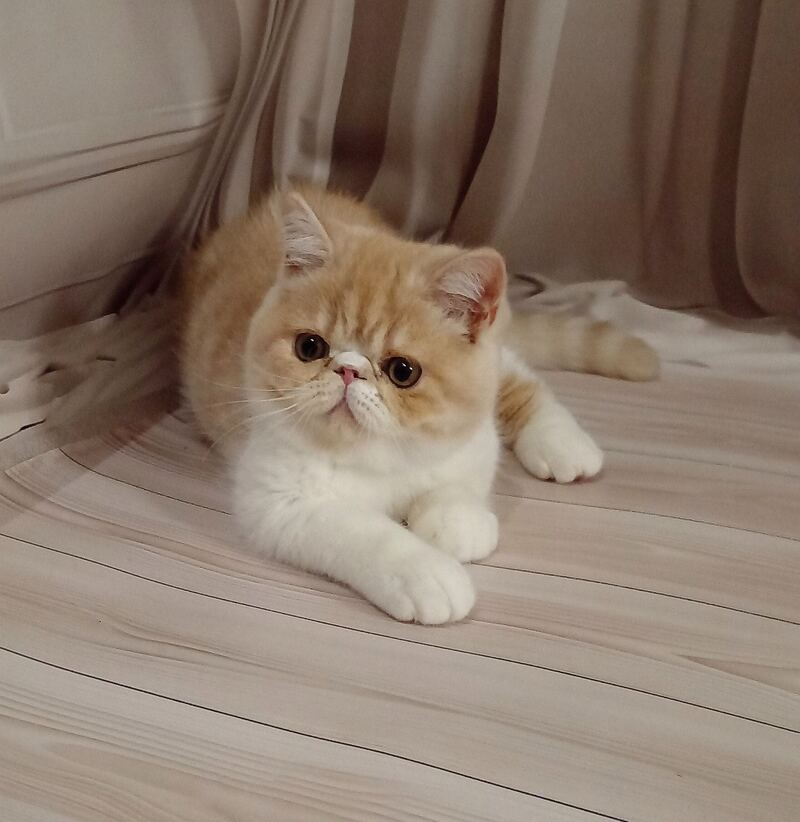 Iveriy Exotic male, red silver spotted tabby bicolour