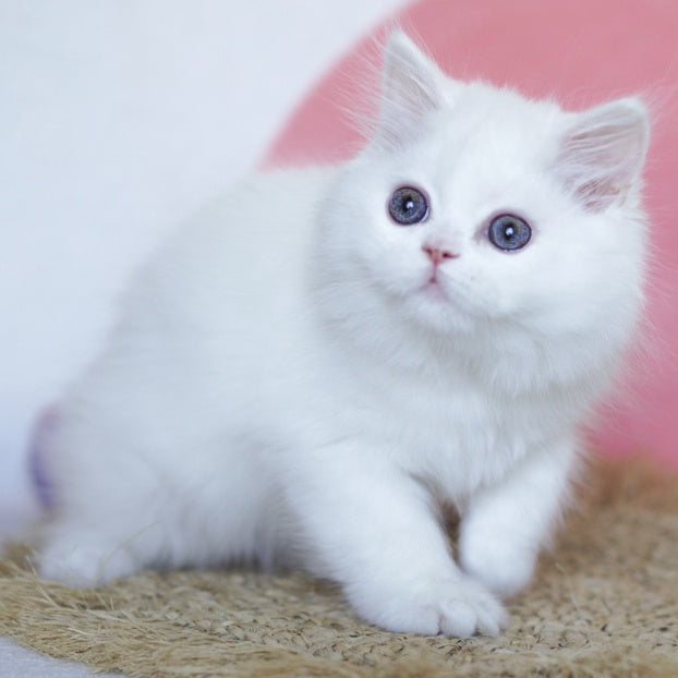 Qimby Scottish Straight male, white