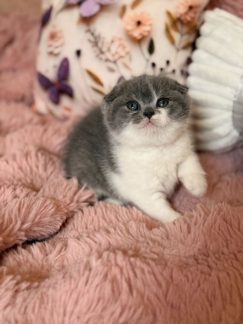 Ponochka Scottish Fold female, blue bicolour