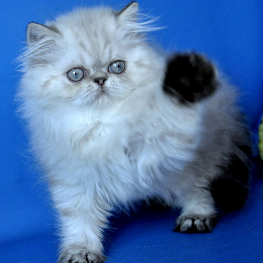 Paola Persian female, blue pointed
