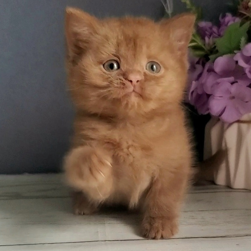 Fiona British Shorthair female, cinnamon