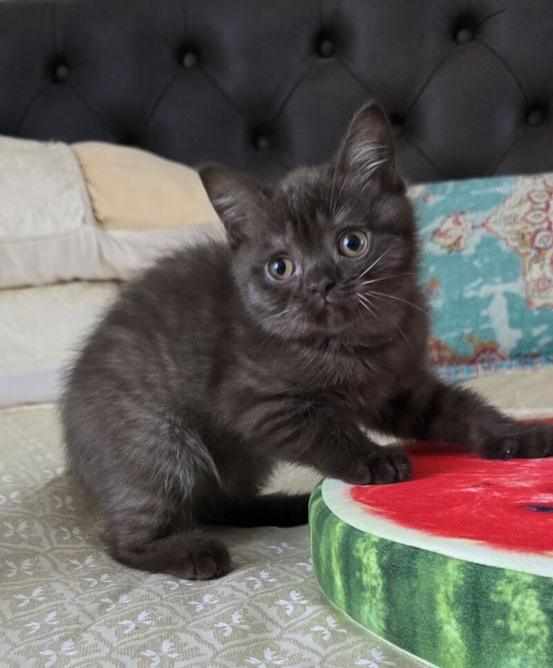 Balu Scottish Straight male, chocolate