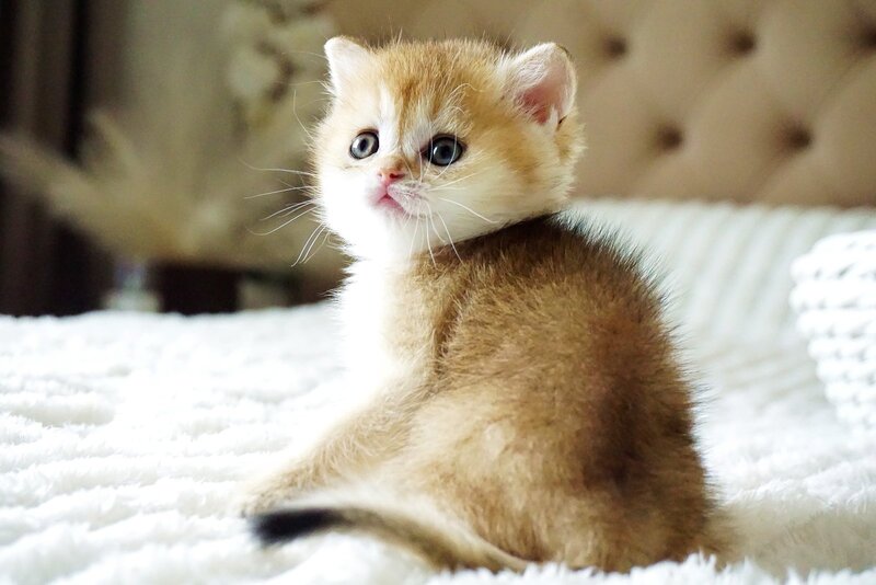 Emily British Shorthair female, black golden shaded