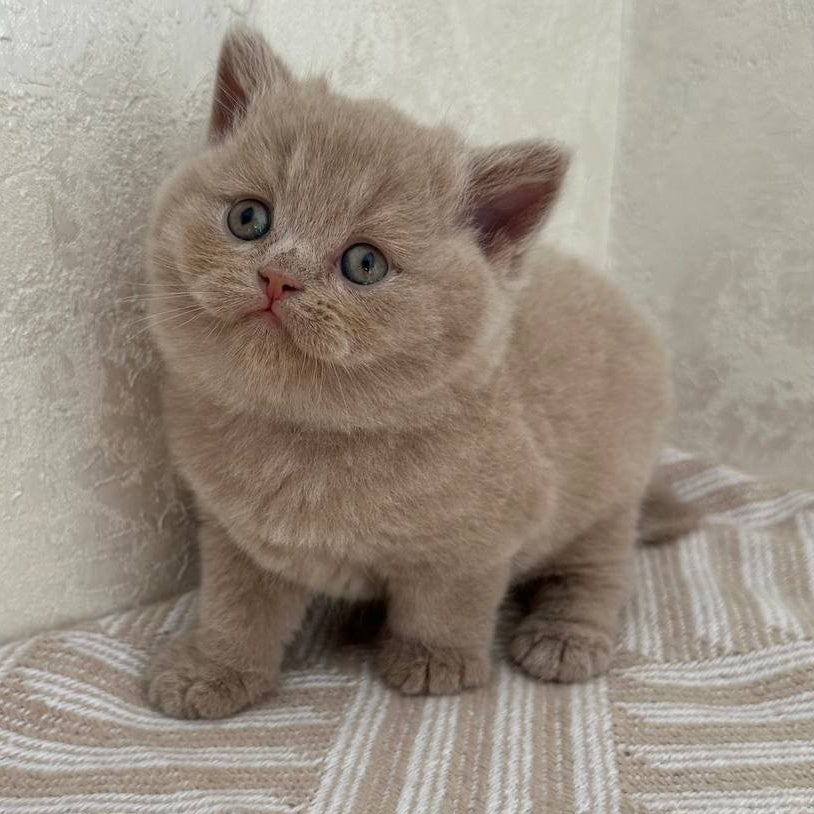 Adel British Shorthair female, fawn