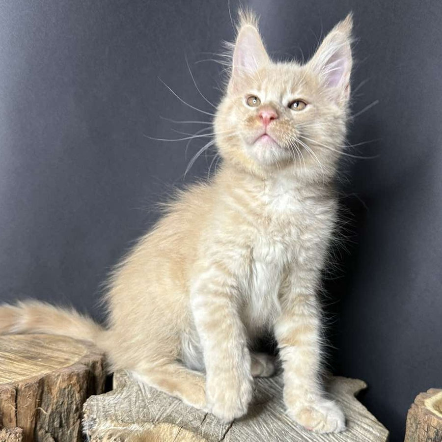 Pluto Maine Coon male, cream bicolour