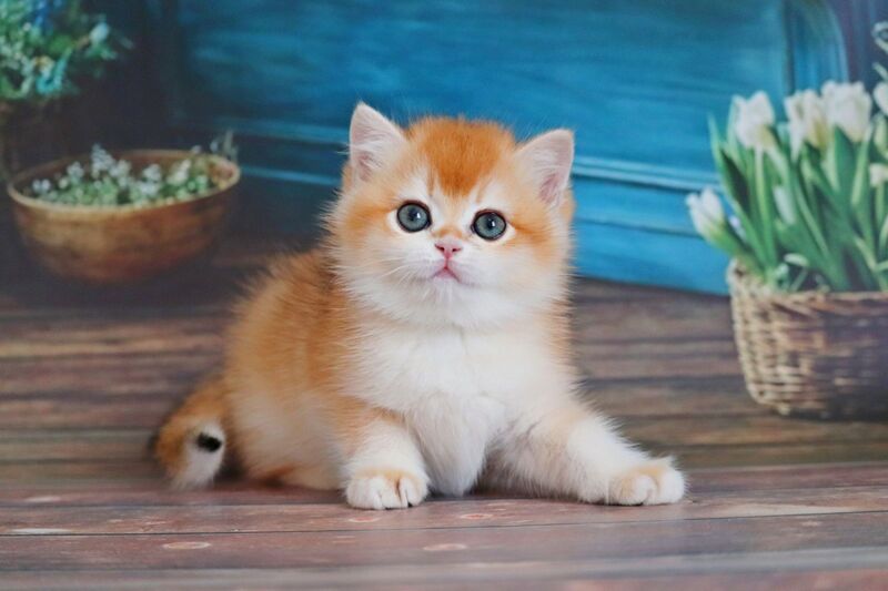 Vasilisa British Shorthair female black golden shaded - live animals