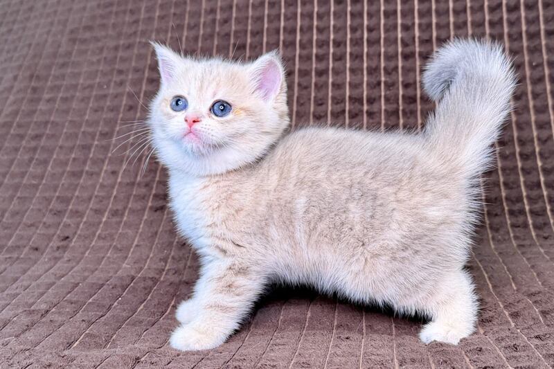 Marsi Munchkin female, blue golden tabby