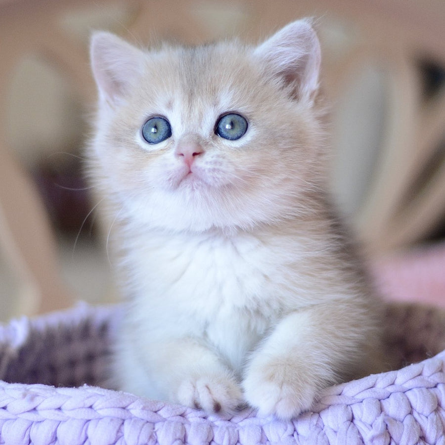 Yanina British Shorthair female, blue golden chinchilla