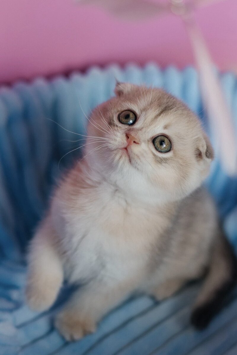 Fanny Scottish Fold female blue golden shaded - live animals