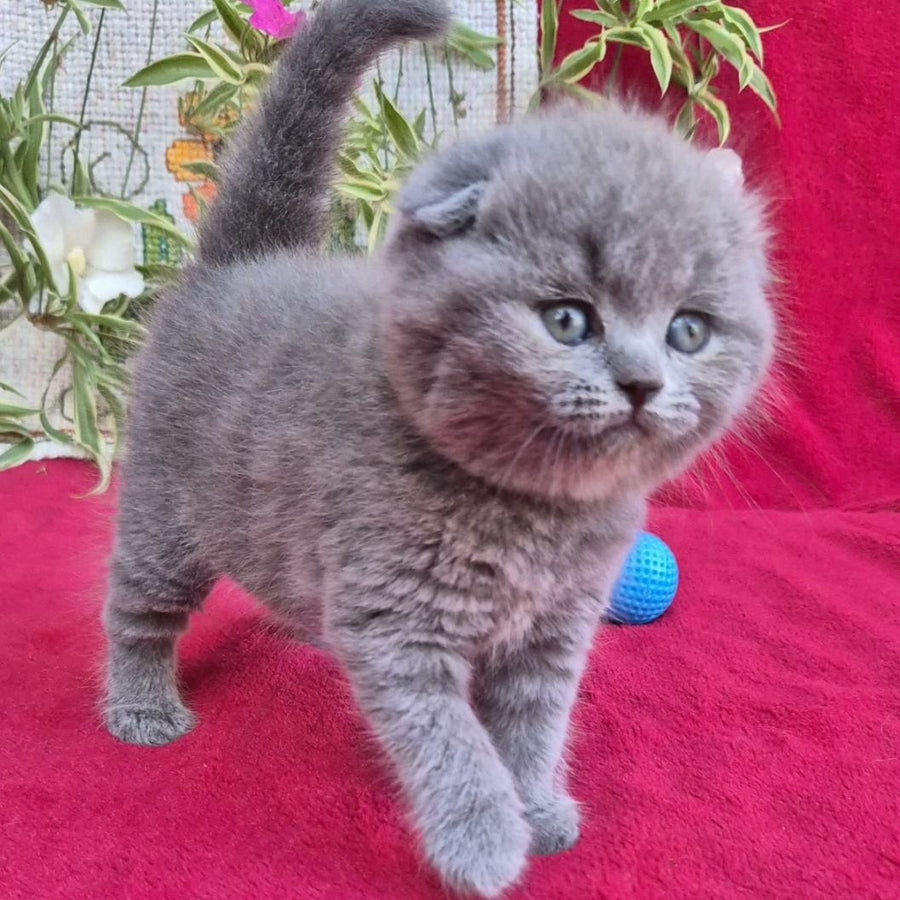 Lexi Scottish Fold female, blue