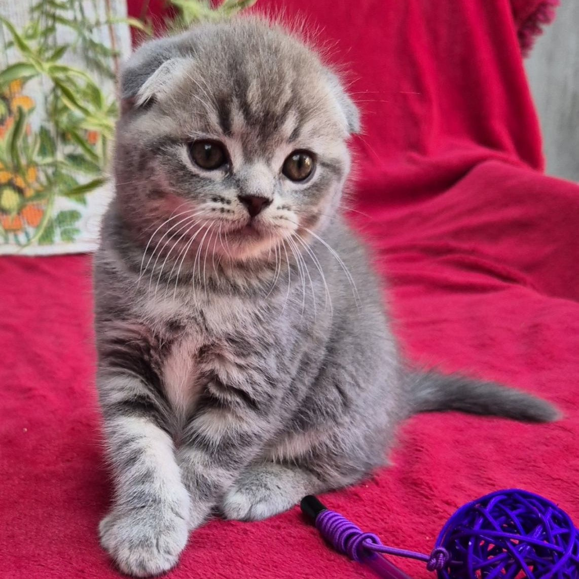 Molly Scottish Fold female, blue tabby