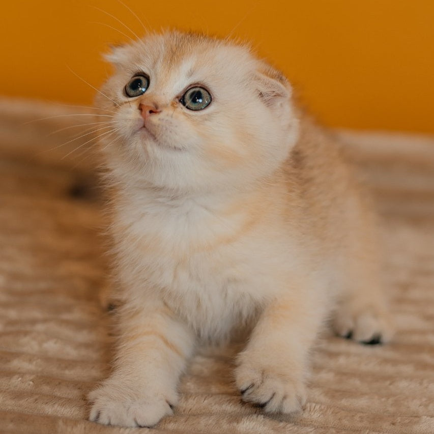 Eskimo Scottish Fold male, black silver shaded