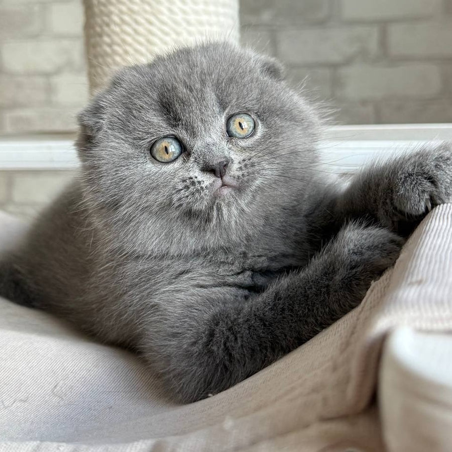 Nora Scottish Fold female, blue