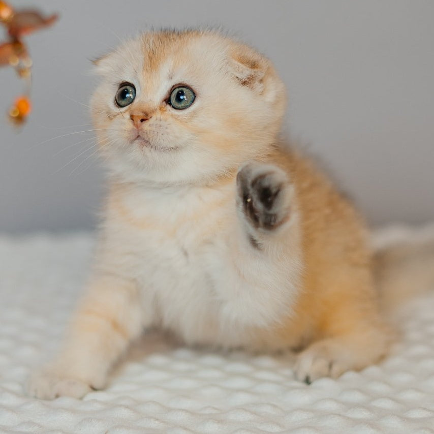 Eskimo Scottish Fold male, black silver shaded