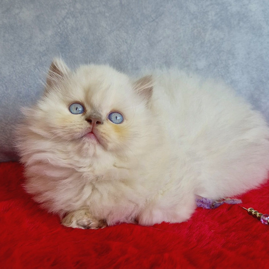Djoker British Longhair male, blue golden shaded pointed