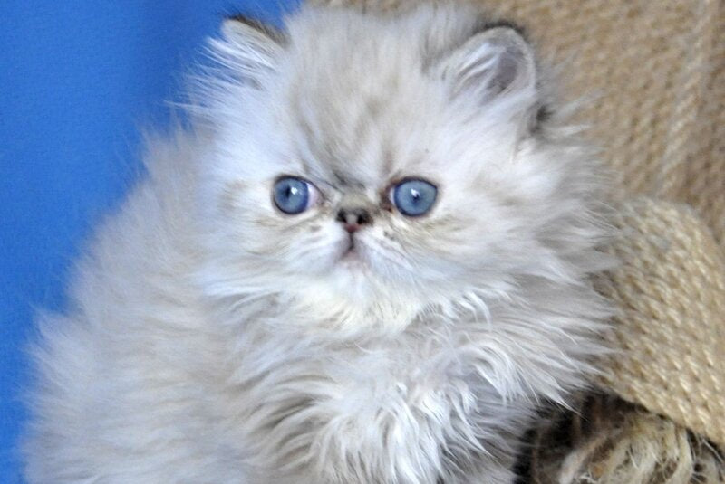 Yoko Persian male seal lynx pointed - live animals