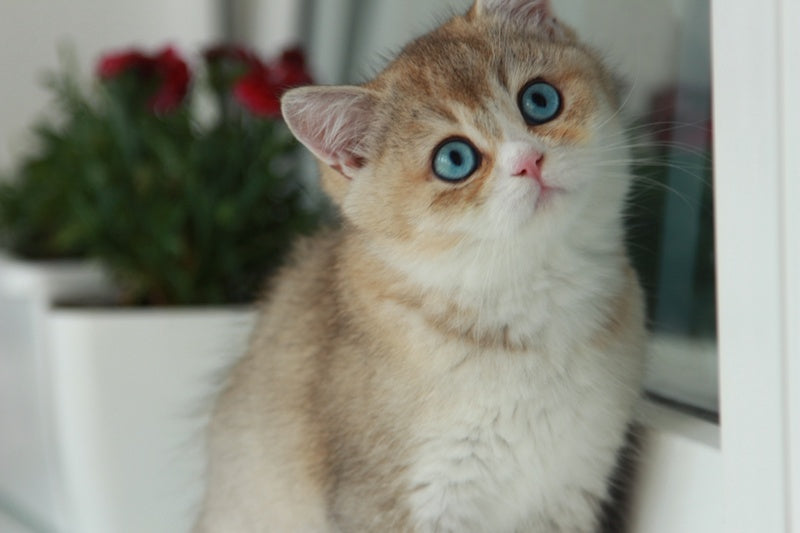 Chase British Shorthair male, black golden ticked tabby with white