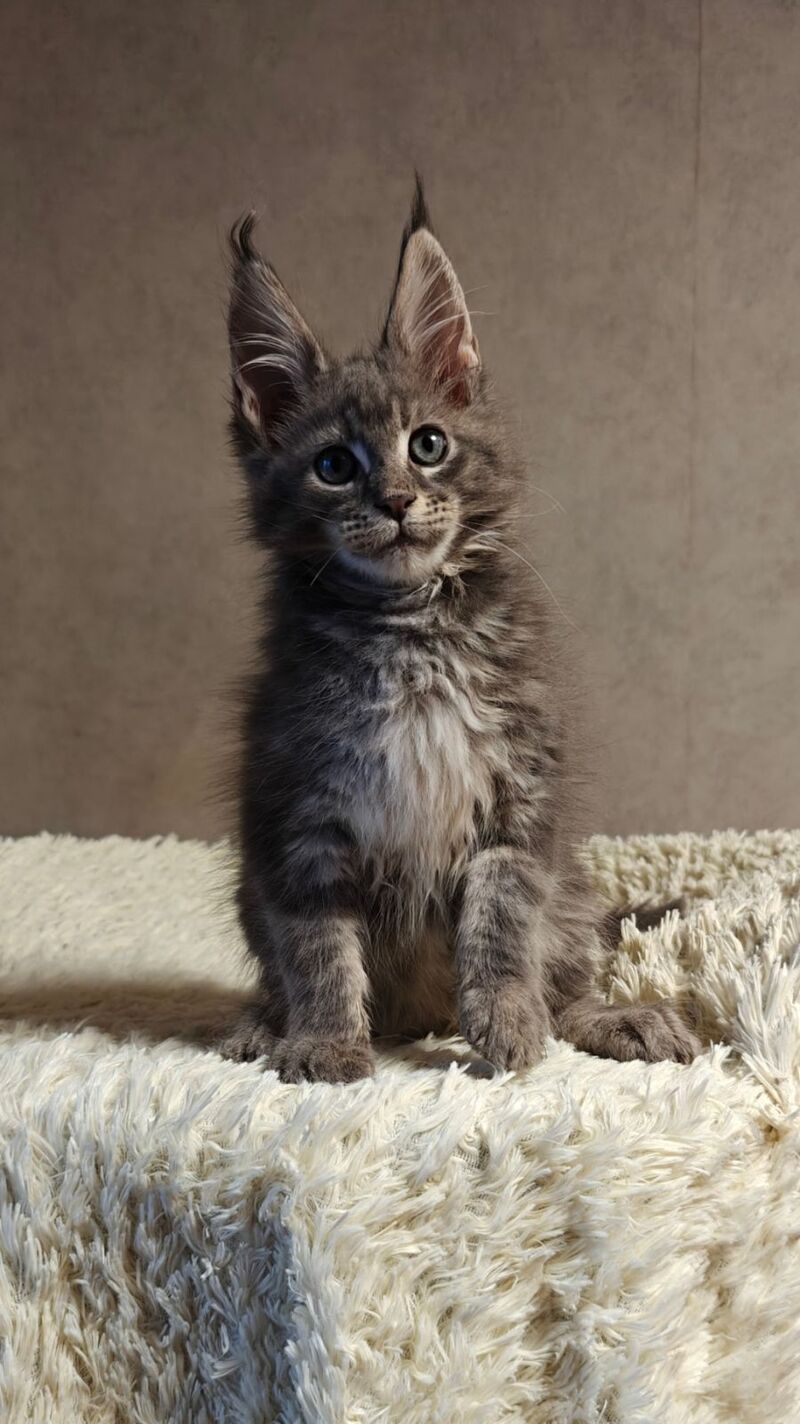 Skywalker Maine Coon male blue silver tabby - live animals