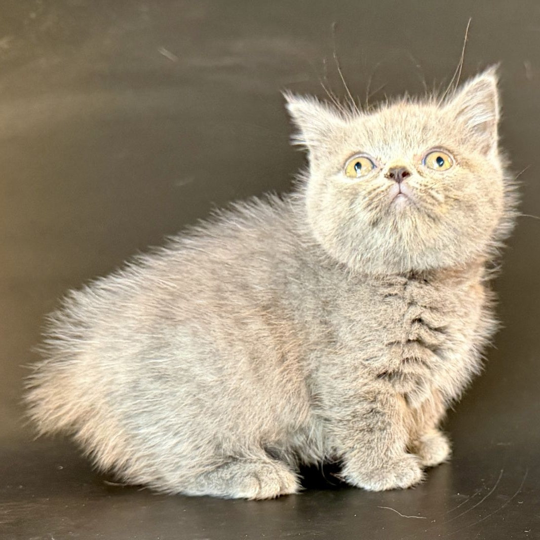 Alfie Munchkin male, blue